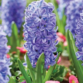 Aqua Hyacinth Thumbnail